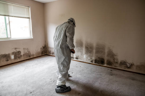 Best Mold Testing and Inspection Services in San Luis, AZ